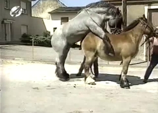 Sexy amateur zoofil and nice pony