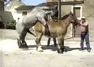 Sexy amateur zoofil and nice pony