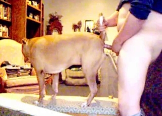 Gorgeous doggy fucked in doggy style pose