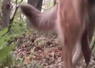 Cute outdoor dog sex in the local forest