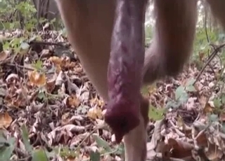 Cute outdoor dog sex in the local forest