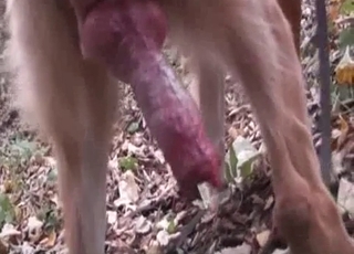 Cute outdoor dog sex in the local forest