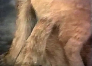 Cat in amazing bestiality XXX action