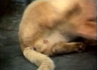 Cat in amazing bestiality XXX action