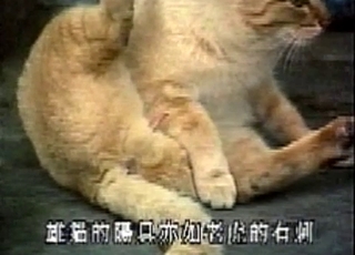Cat in amazing bestiality XXX action