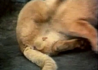 Cat in amazing bestiality XXX action