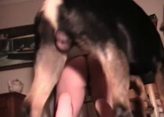 Crazy black doggy fucking his tight ass
