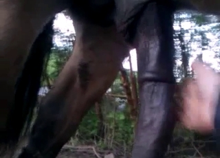 Sexy stallion dick is becoming horny