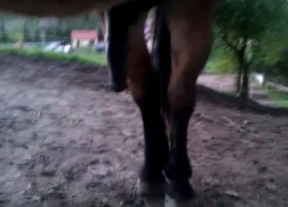 Sexy stallion dick is becoming horny