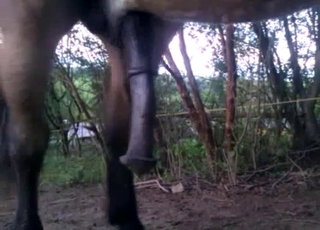 Sexy stallion dick is becoming horny