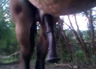 Sexy stallion dick is becoming horny