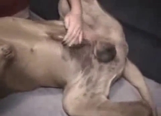 Tight pussy impaled by huge dog dick