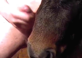 Sexy farm animal in amazing bestiality XXX action