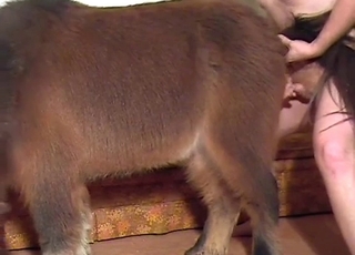 Sexy farm animal in amazing bestiality XXX action