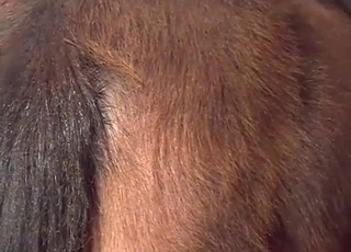 Sexy farm animal in amazing bestiality XXX action