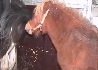 Animal cums a huge load in her tight hole