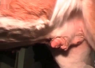 Animal cums a huge load in her tight hole