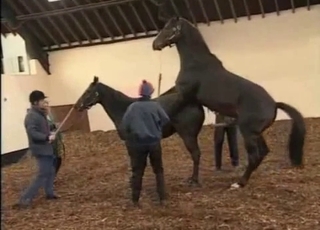 Two horses having amazing sex in doggy pose