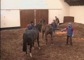 Two horses having amazing sex in doggy pose