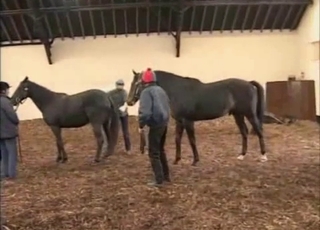 Two horses having amazing sex in doggy pose