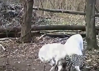 White dogs are fucking hard in the forest