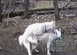 White dogs are fucking hard in the forest