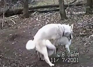 White dogs are fucking hard in the forest