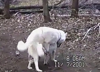 White dogs are fucking hard in the forest