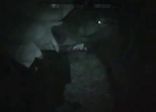 Man is fucking his lovely horse with pleasure