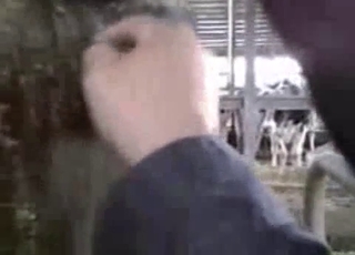 Playing with a tight pussy of a stallion