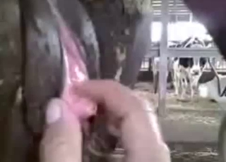 Playing with a tight pussy of a stallion