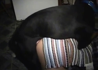 Good dog and hot chick having nice sex