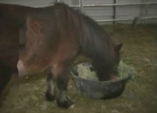 Good trained farm animal fucked from behind