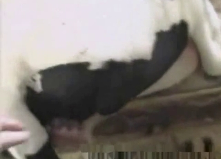 Fucking my lovely animal in doggy pose