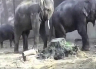 Elephants having amazing sex in doggy pose