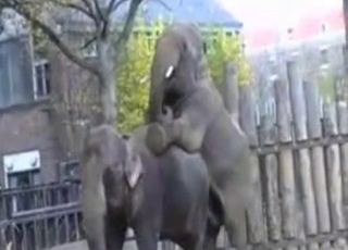 Elephants having amazing sex in doggy pose