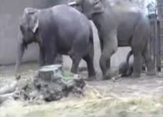 Elephants having amazing sex in doggy pose