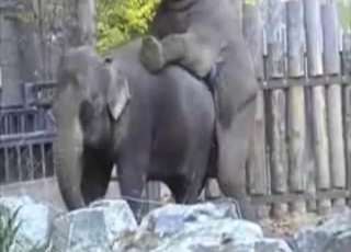 Elephants having amazing sex in doggy pose