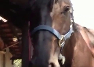 First-class stallion and amazing jockey doll