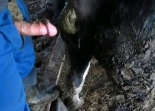 Horse is shitting in front of my dick