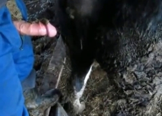 Horse is shitting in front of my dick
