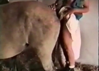 Gorgeous babe with strapon fucked a horse