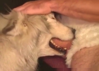 Doggy eating his dick in bestiality XXX movie