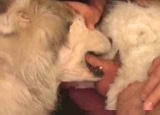 Doggy eating his dick in bestiality XXX movie