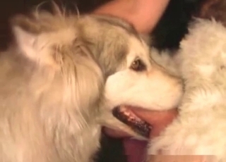 Doggy eating his dick in bestiality XXX movie