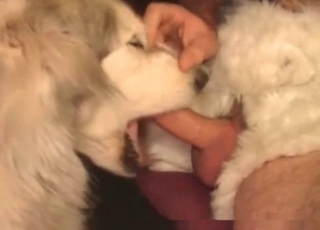 Doggy eating his dick in bestiality XXX movie