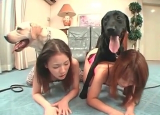 Sweet chick and dog having nice sex