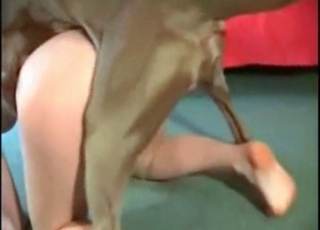 Good doggy with huge dick and zoofil