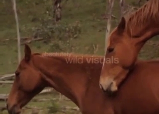 Amazing horses are screwing in doggy style