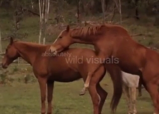 Amazing horses are screwing in doggy style